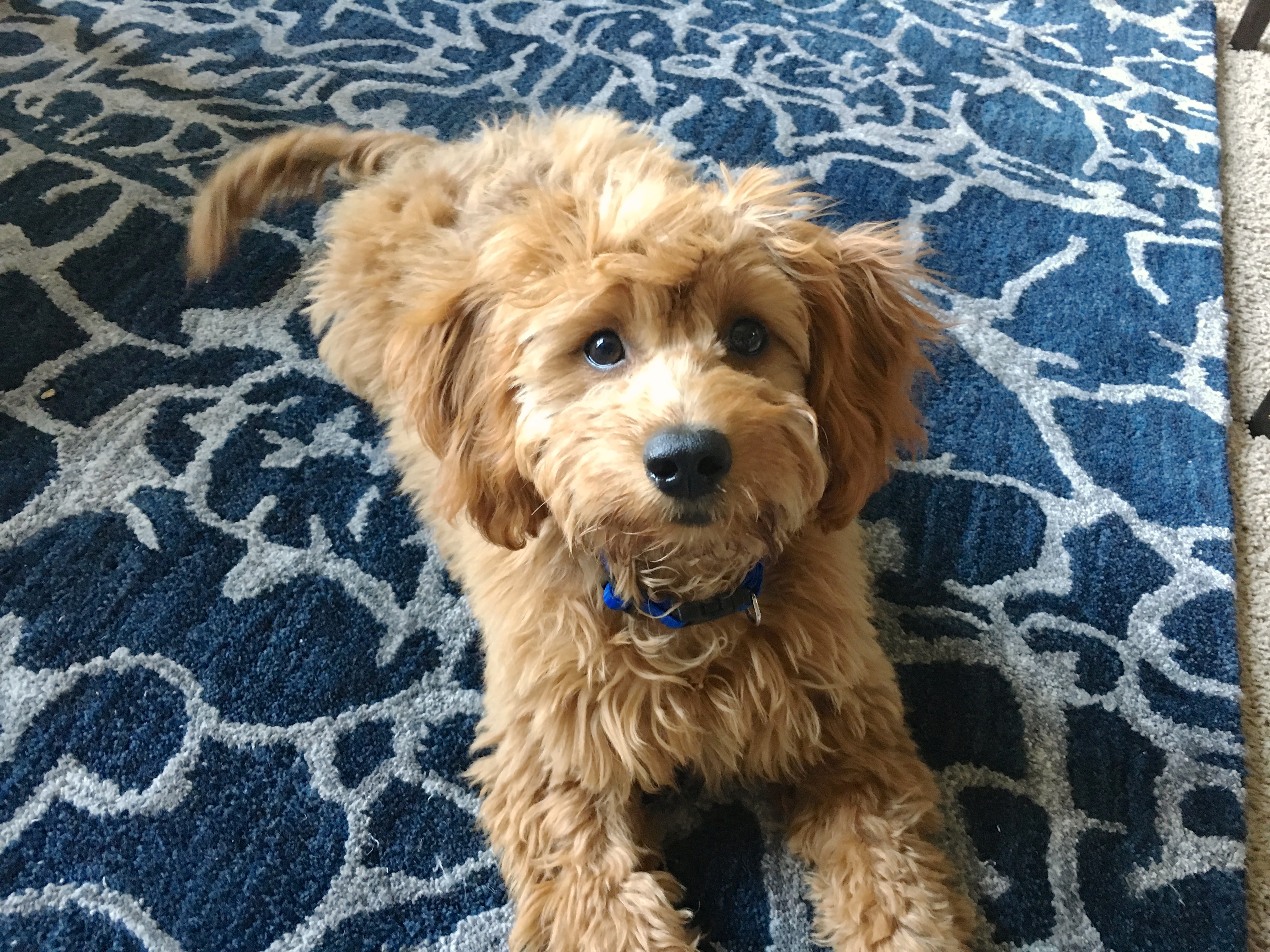 picture of a goldendoodle puppy