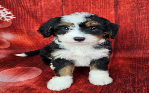 bernedoodle breeders new england