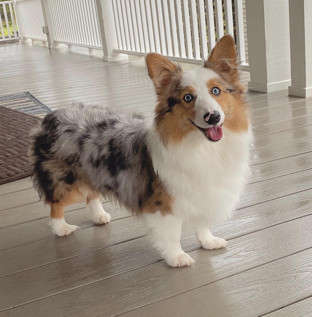 merle corgi