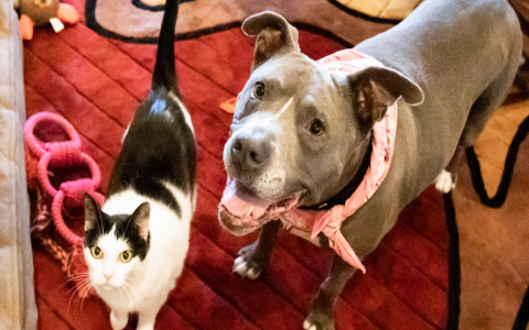 dogs available for fostering near me