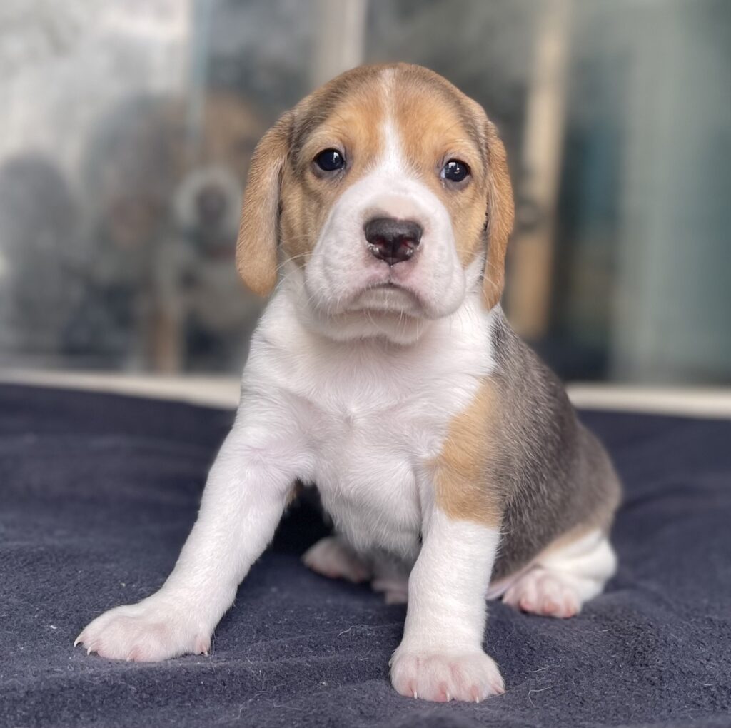 beagle puppies florida