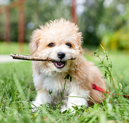 maltipoo puppies for sale in central illinois