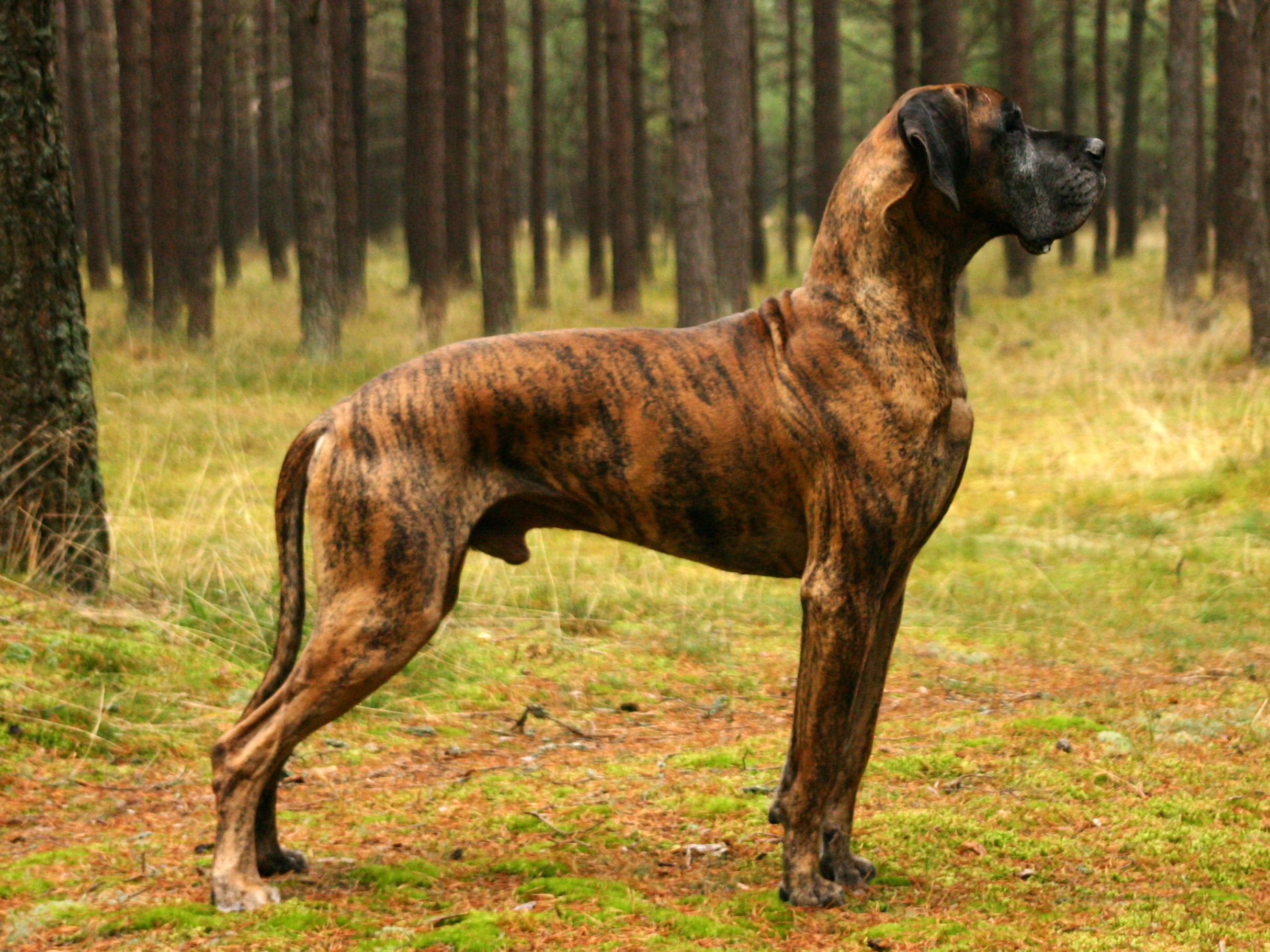 large brindle dog breeds