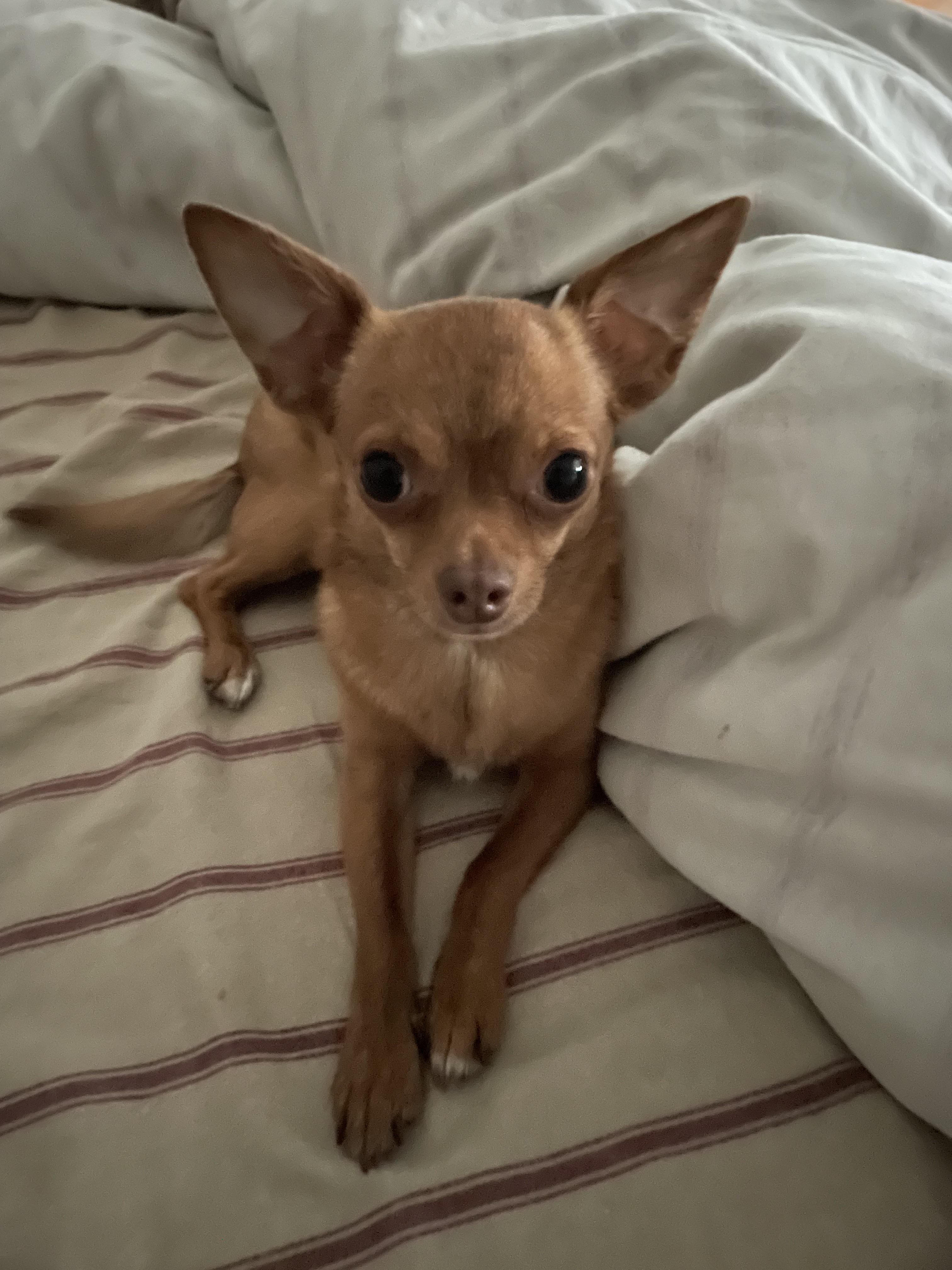 ginger chihuahua
