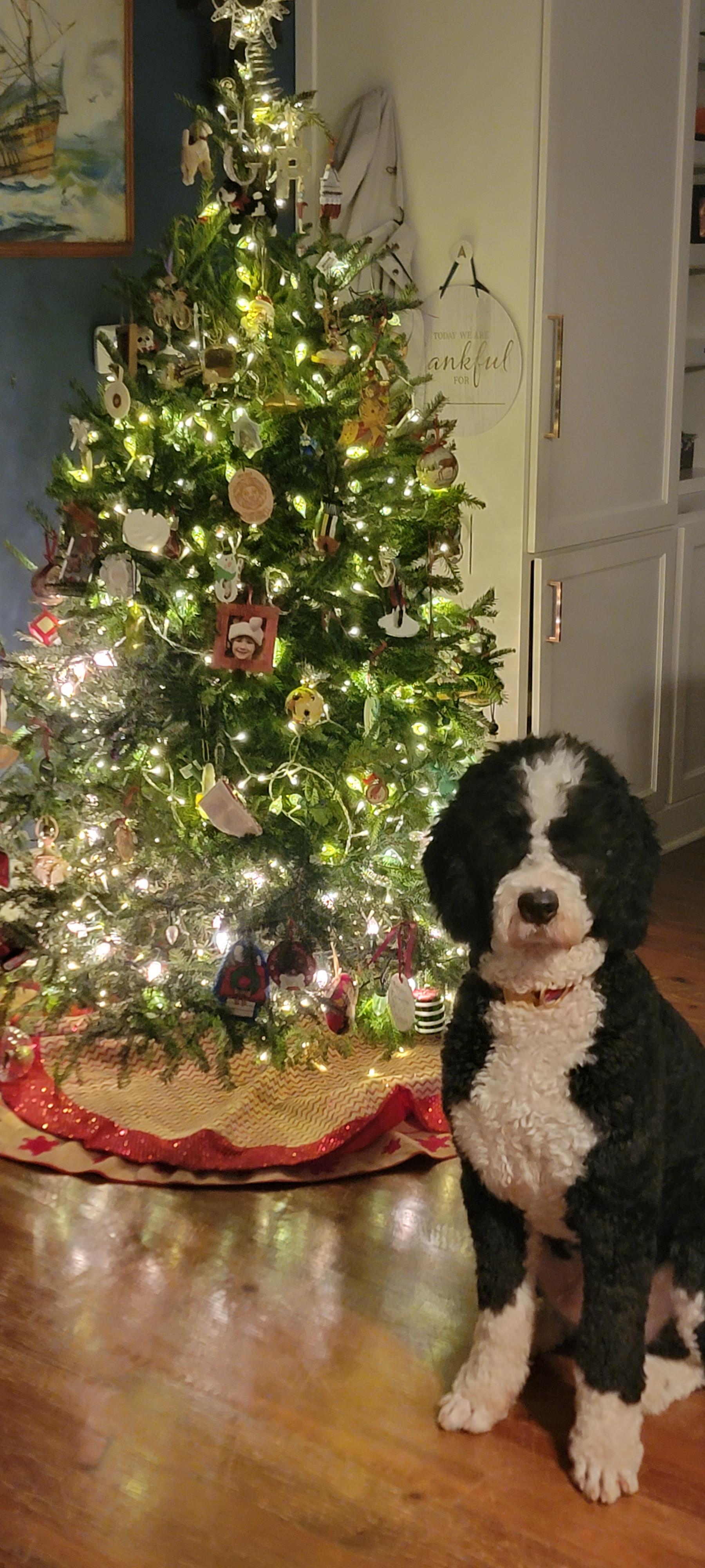 bernedoodle christmas