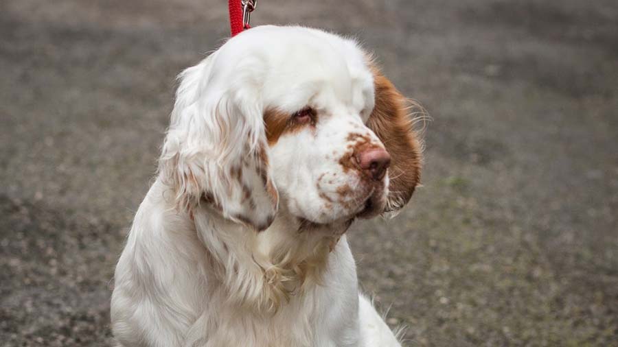 clumber spaniel price
