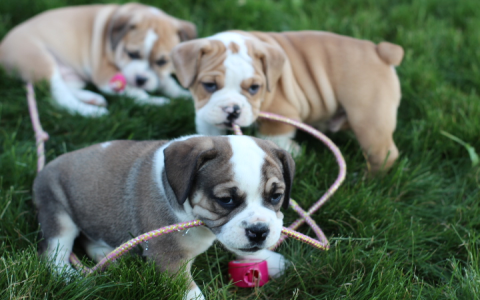 english bulldog puppies pennsylvania