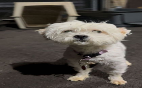 adopcion de perros chicago