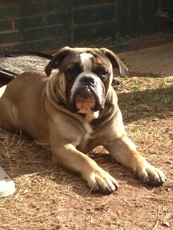 old english bulldogs for sale near me