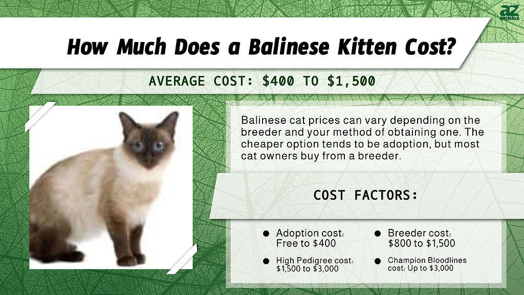 how much are balinese cats