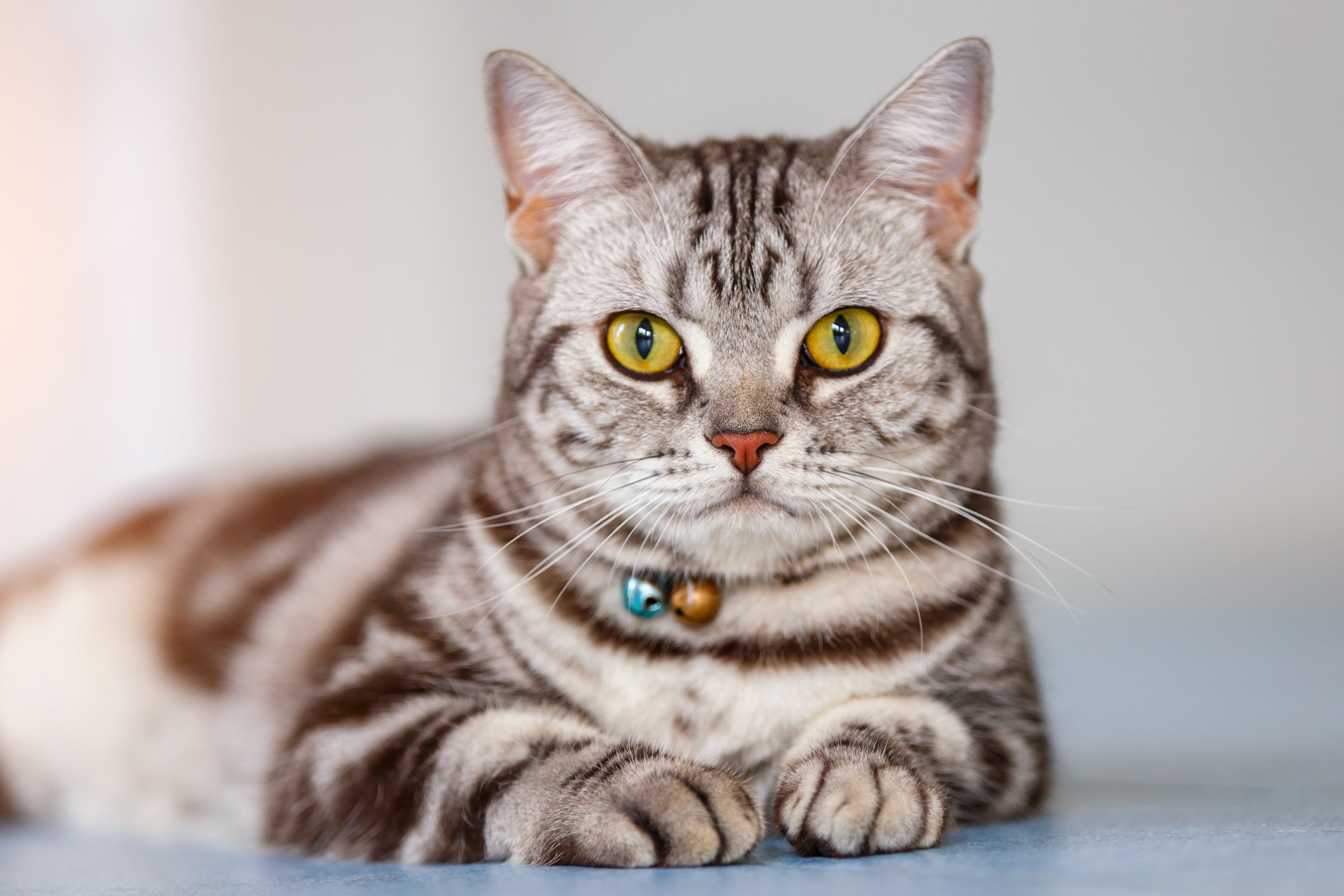 american shorthair adoption near me