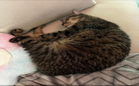 cats fur looks greasy