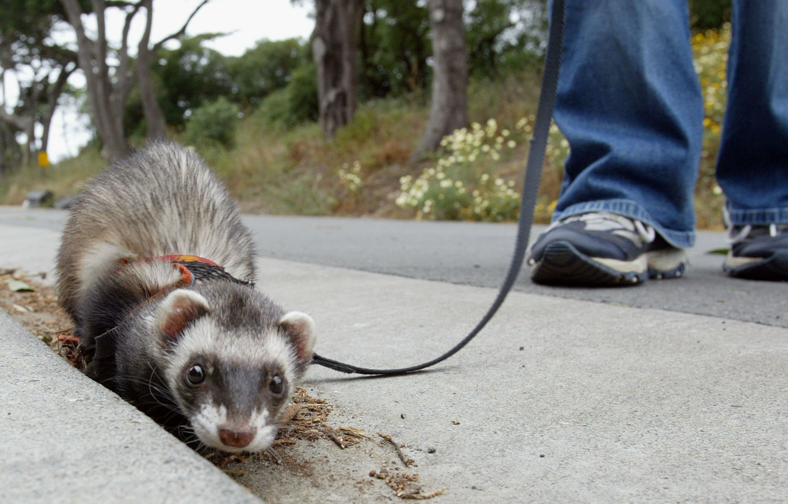 ferret in california