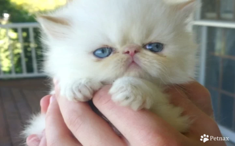 pretty cats for sale