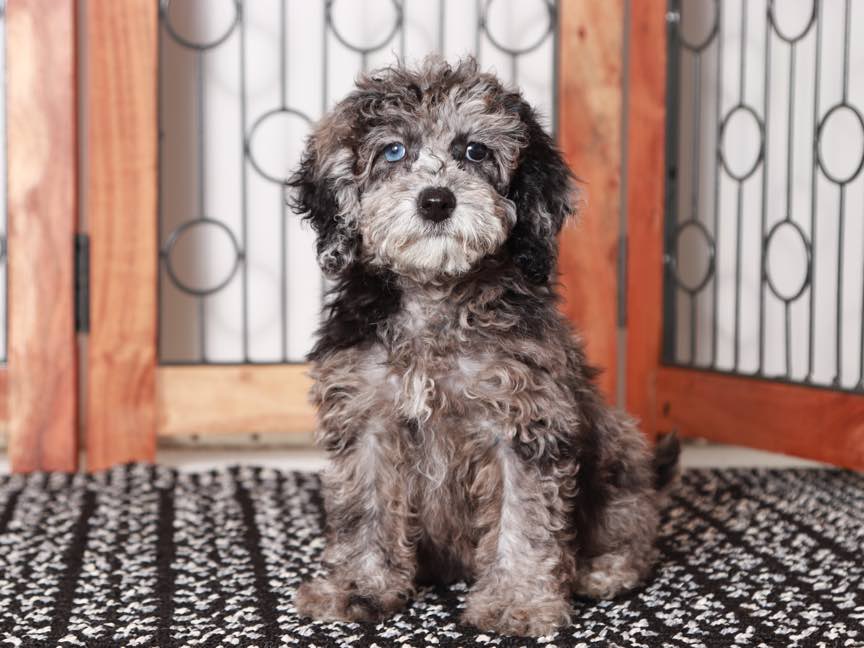 merle maltipoo for sale