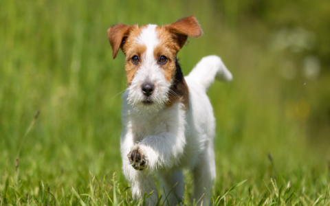 jack russell terrier puppies near me