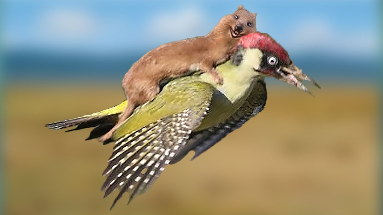 animals rescuing animals