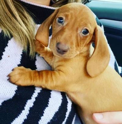 dachshund rescue nj