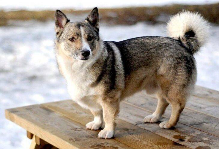 corgi husky mix