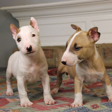 bull terrier for sale texas
