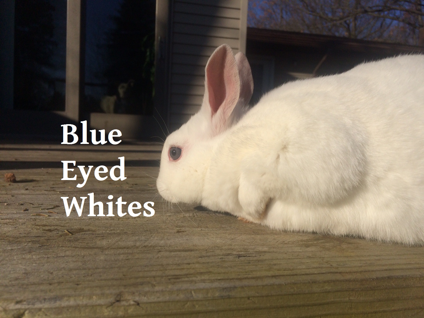 new zealand white rabbit for sale near me