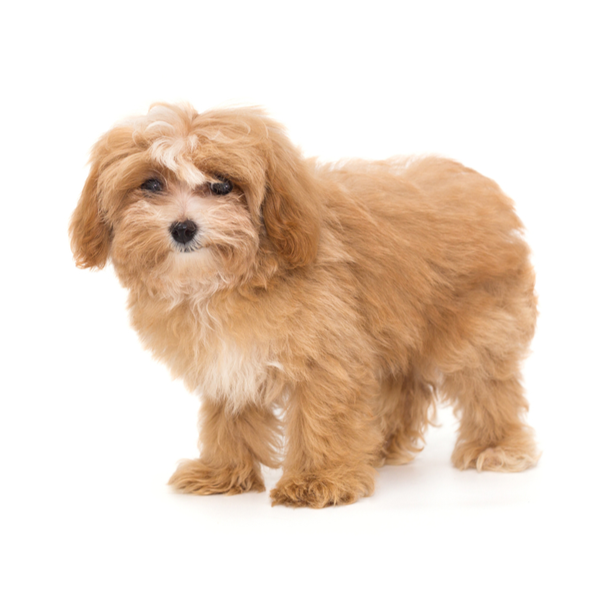 maltipoo puppies for sale in florida
