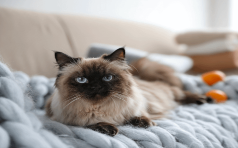how much are balinese cats