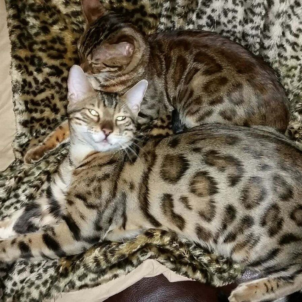 free kittens norwich ct