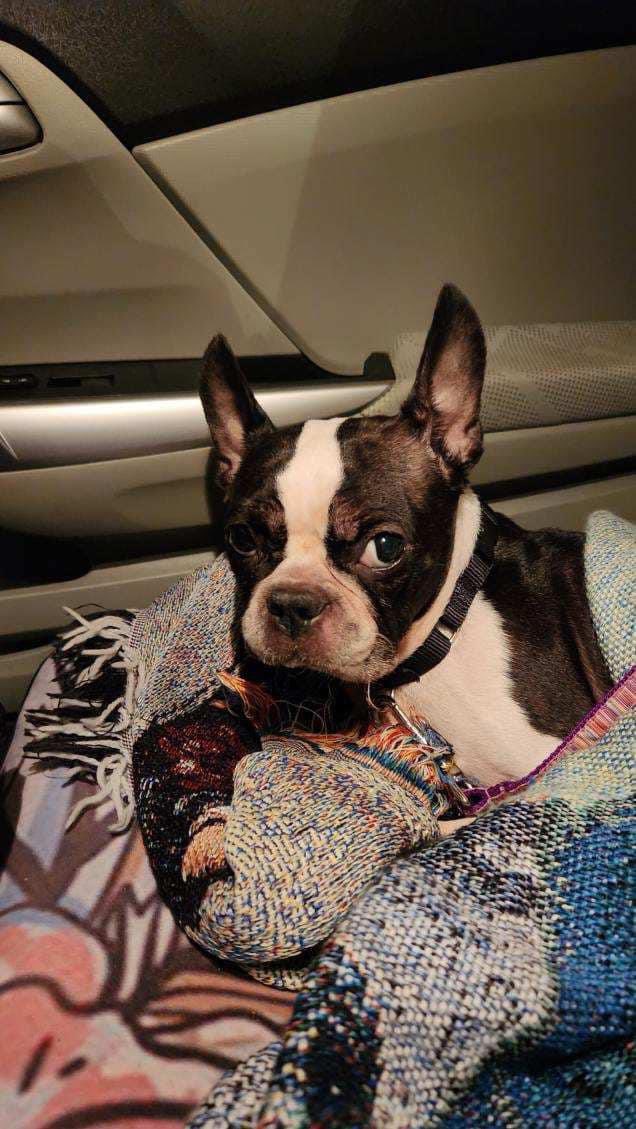 boston terrier rescue nj