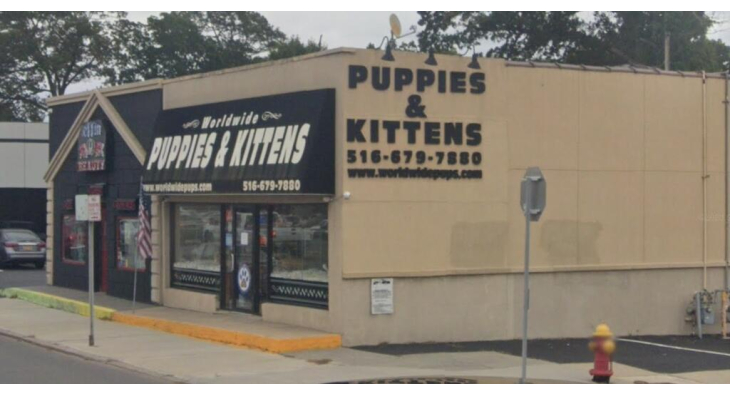 worldwide kittens and puppies