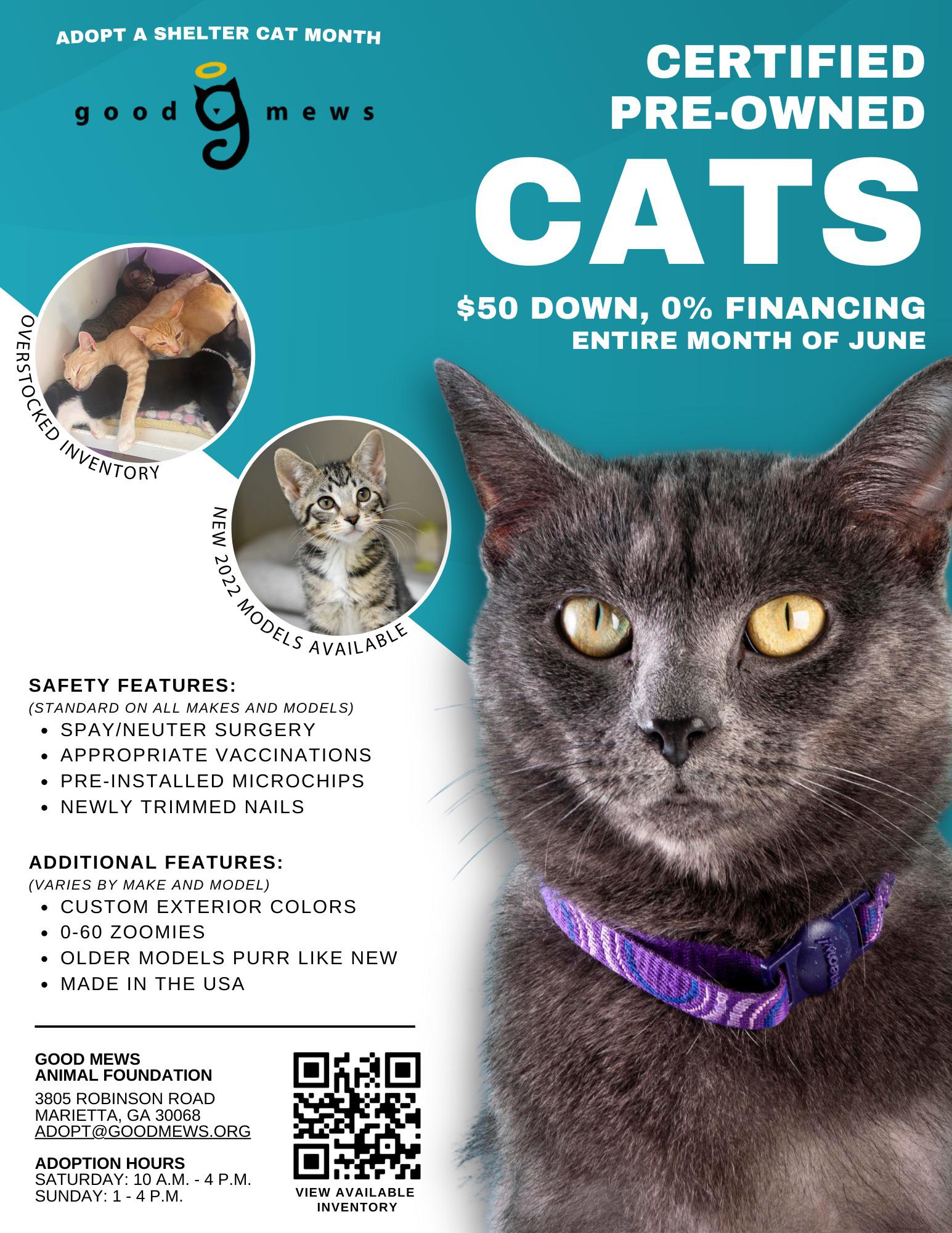 cat adoption ad