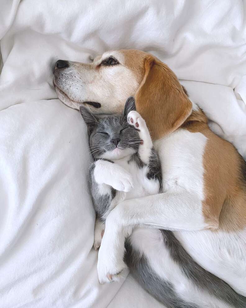 dog cat best friends