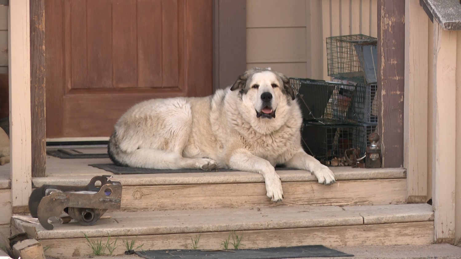 dog rescues 2 year old in arizona