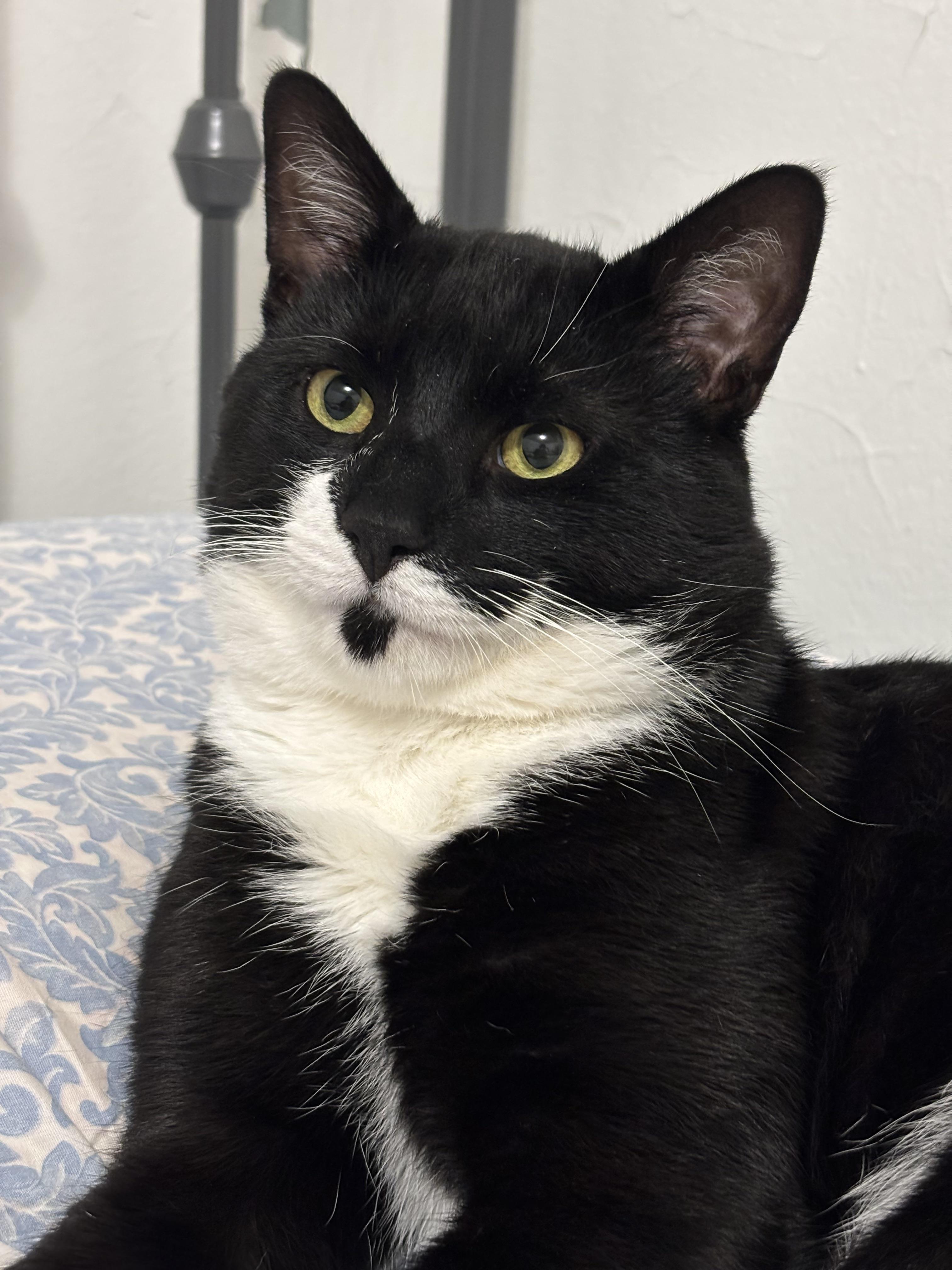 tuxedo american shorthair cat