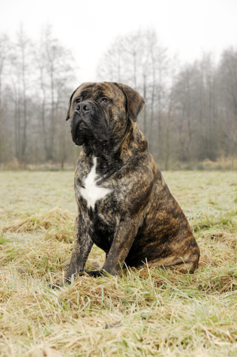 large brindle dog breeds