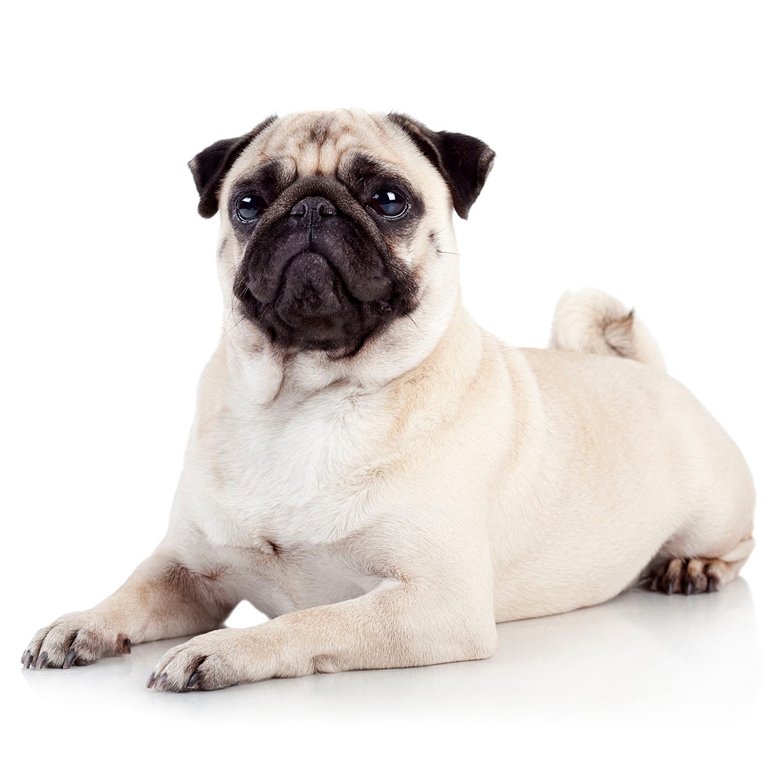 pug purina