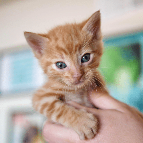 kittens shelters near me