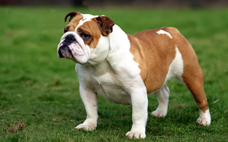 english bulldog in india