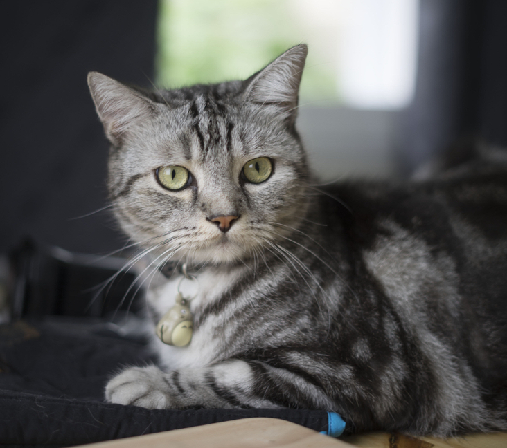 american shorthair adoption near me