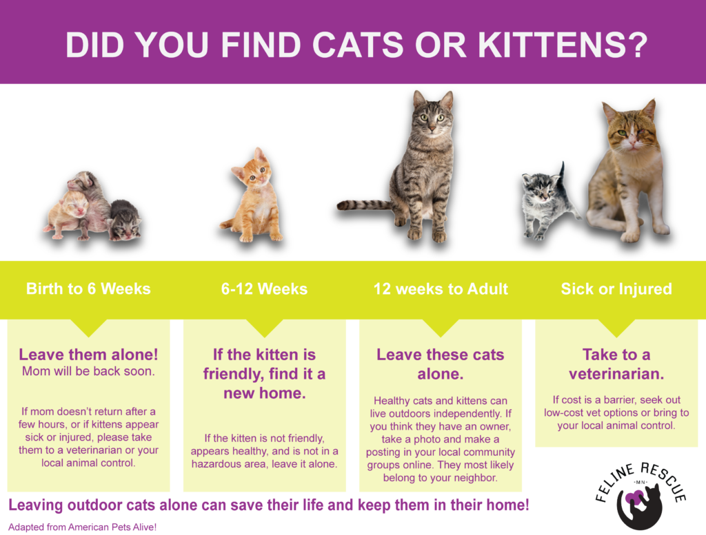 emergency cat rescue near me