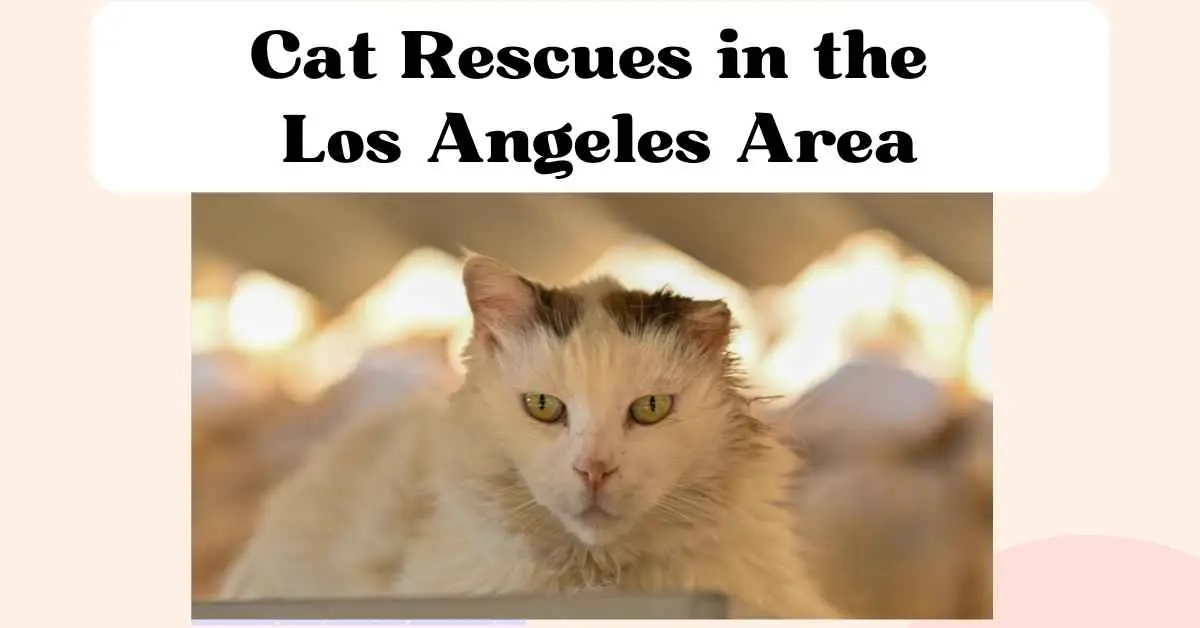 cat rescues in my area