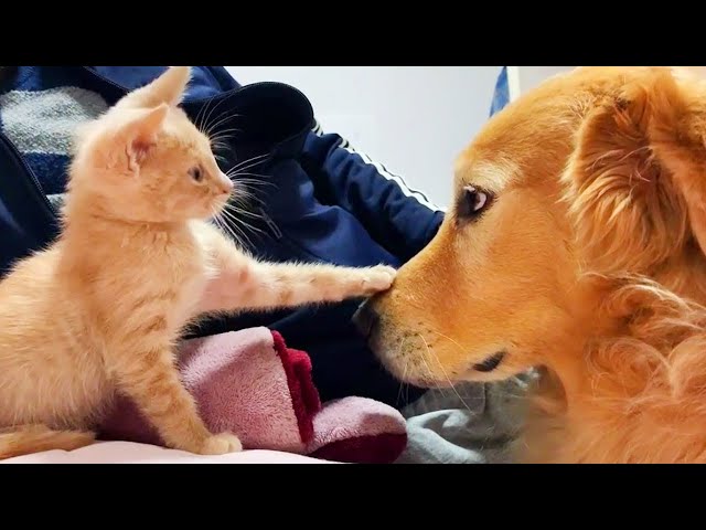 dog cat best friends