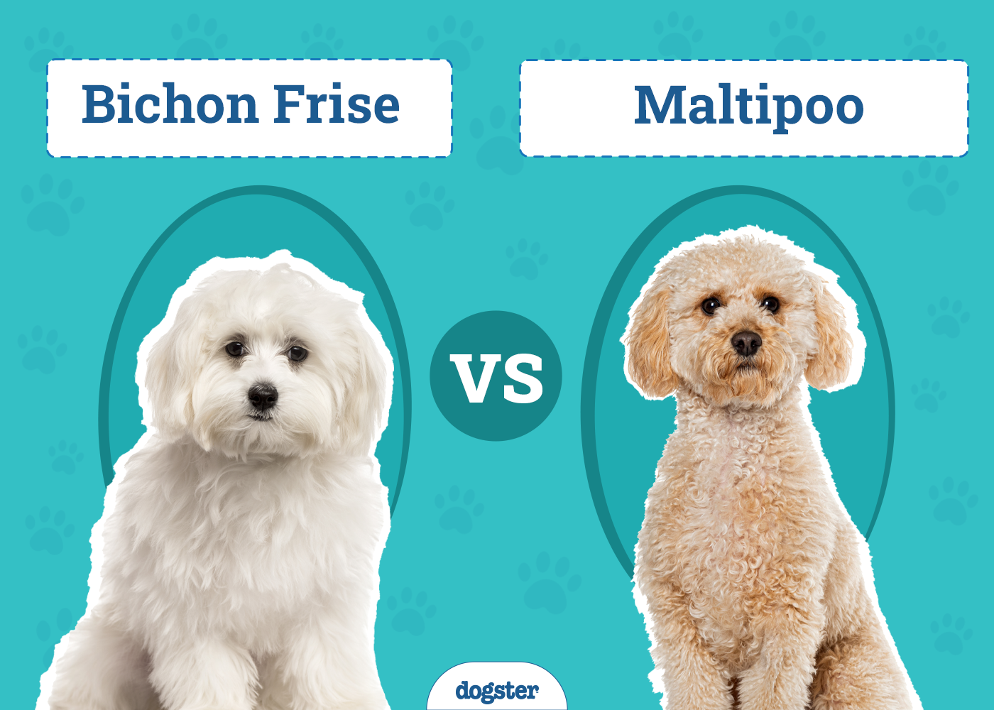 bichon vs maltipoo