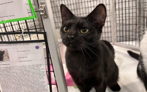 cat rescue groups near me