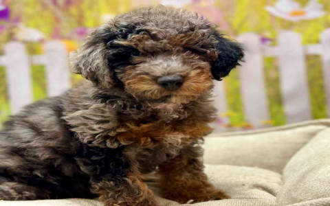 miniature goldendoodle for sale nj