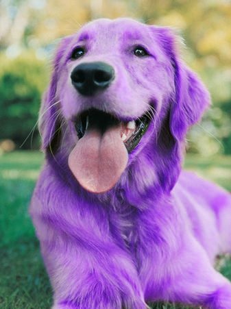 purple pet