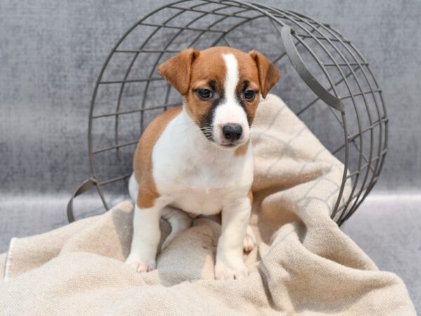jack russell terrier puppies michigan
