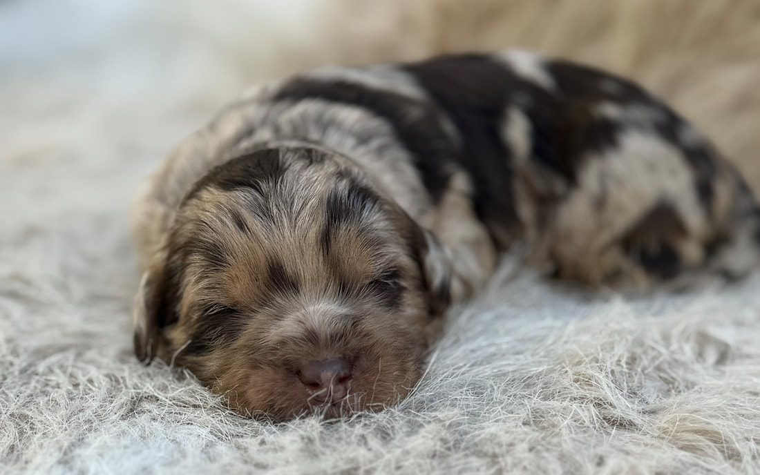 labradoodle puppies illinois