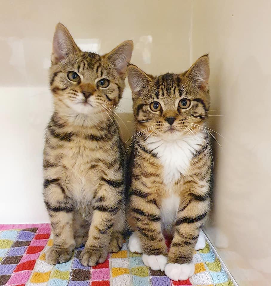 rehome kittens near me