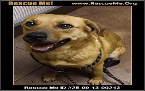 tennessee labrador rescue